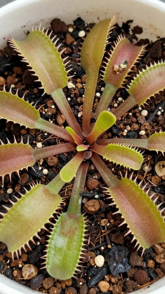 peat and perlite mix closeup in pot for Venus flytrap