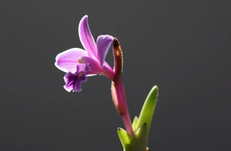 How Tillandsia Blooms — the Growth Cycle, What Follows Flowering and How to Handle a Dying Spike Unlocked