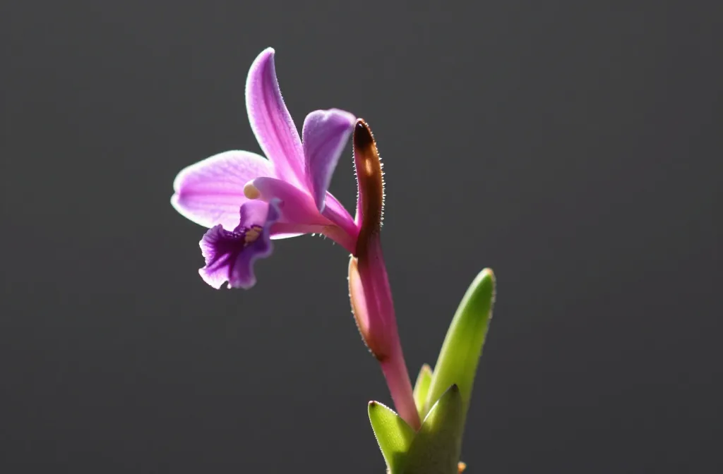 How Tillandsia Blooms — the Growth Cycle, What Follows Flowering and How to Handle a Dying Spike Unlocked
