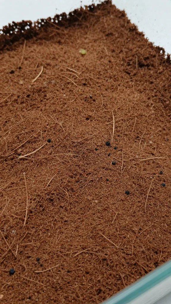 coco coir substrate evenly moistened inside terrarium, macro