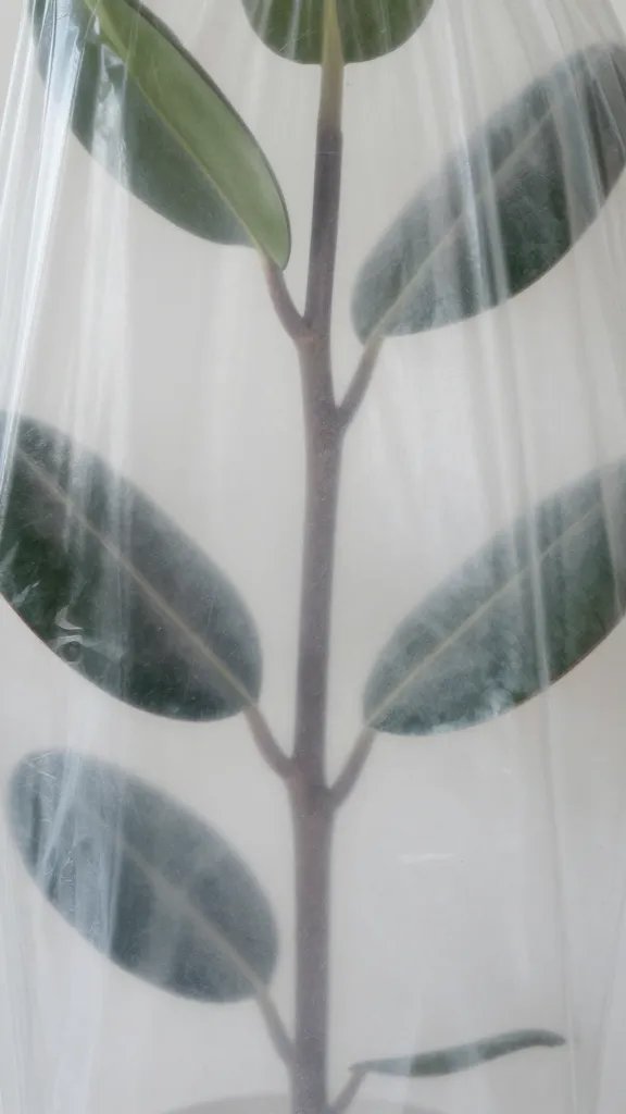 rubber plant stem through ventilated plastic cover