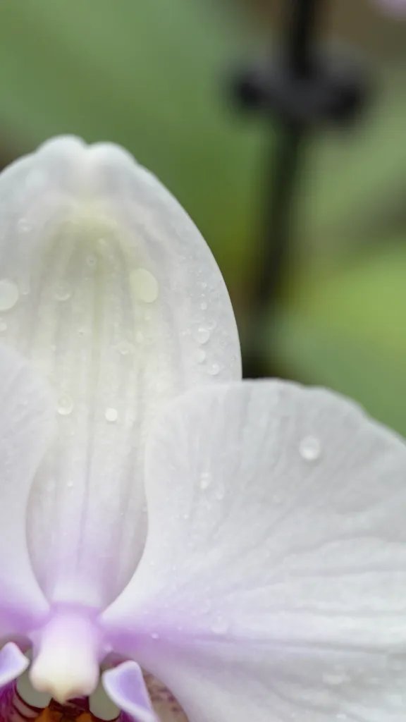 orchid leaf tip touching plastic cover, macro detail