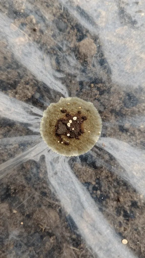 mold spot on damp soil beneath plastic cover, macro shot