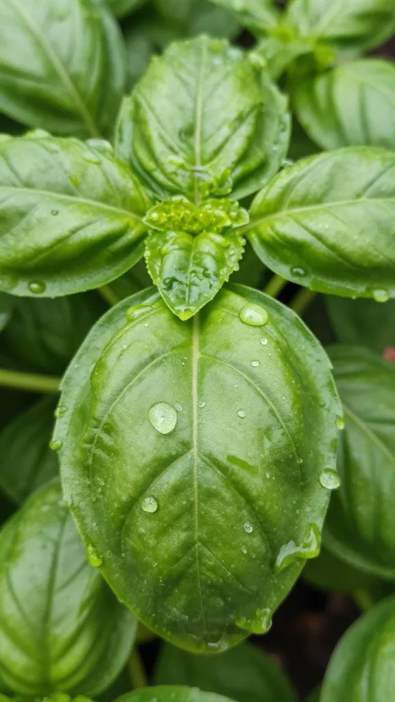 Closeup of a single basil leaf dripping with morning dew