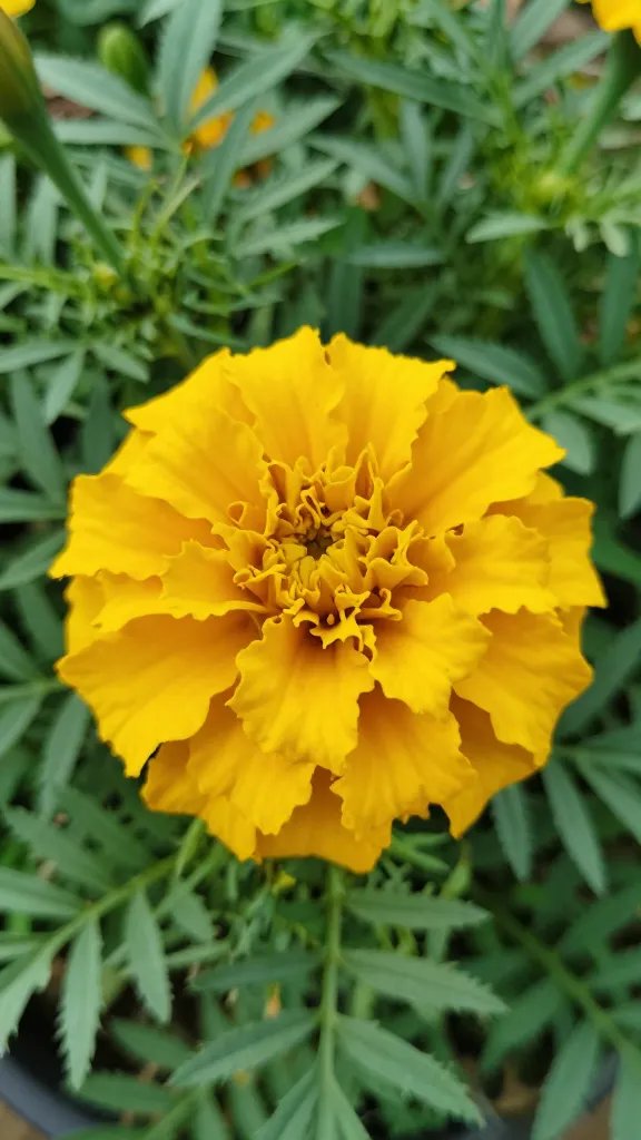closeup of marigold petals against lush green foliage