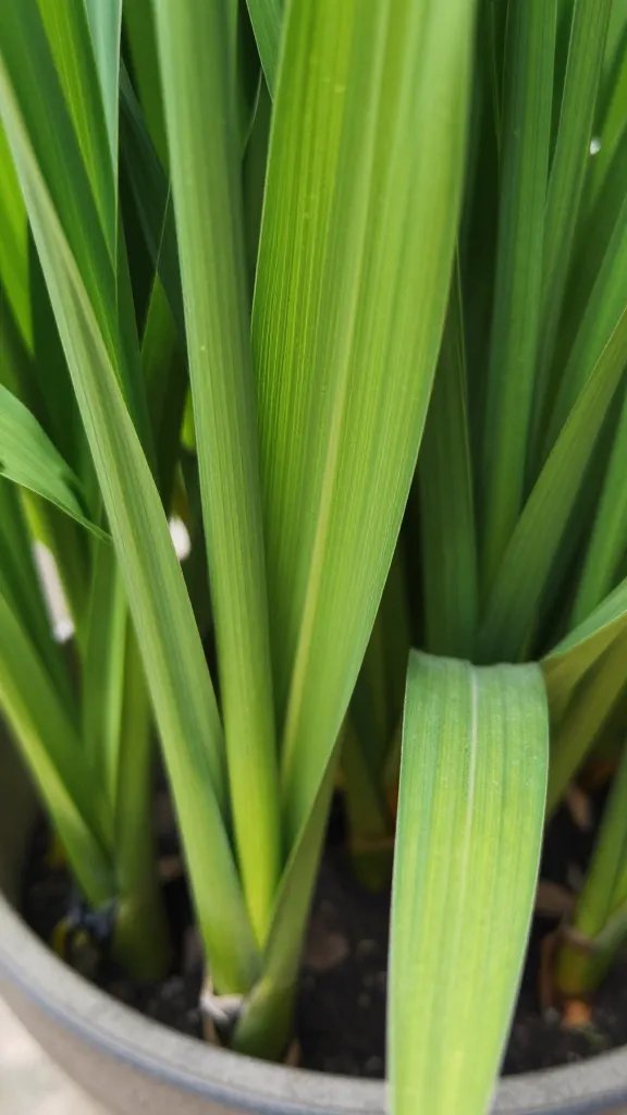 Closeup of citronella leaves in planter rim