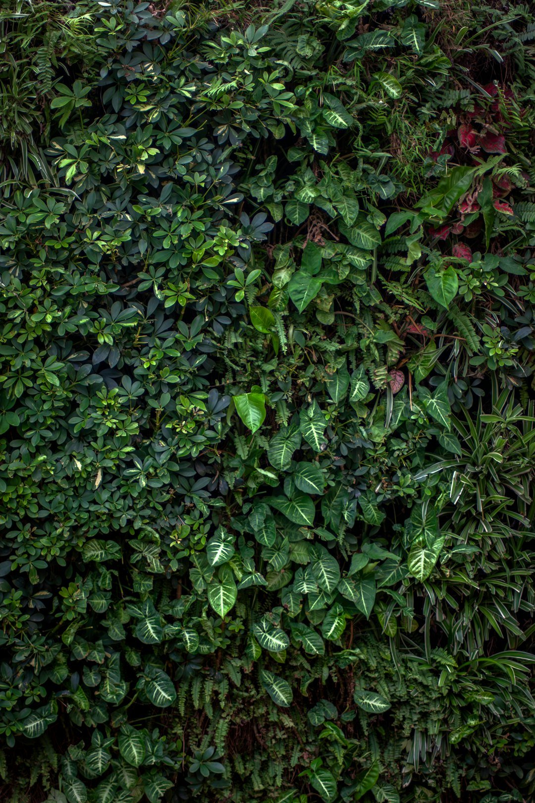 A dense living wall covered in varied green foliage