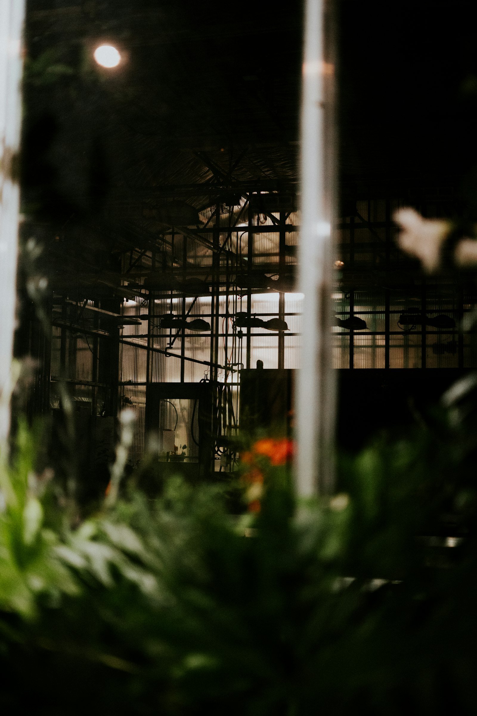 A dimly lit greenhouse at dusk seen through reflective glass and foliage