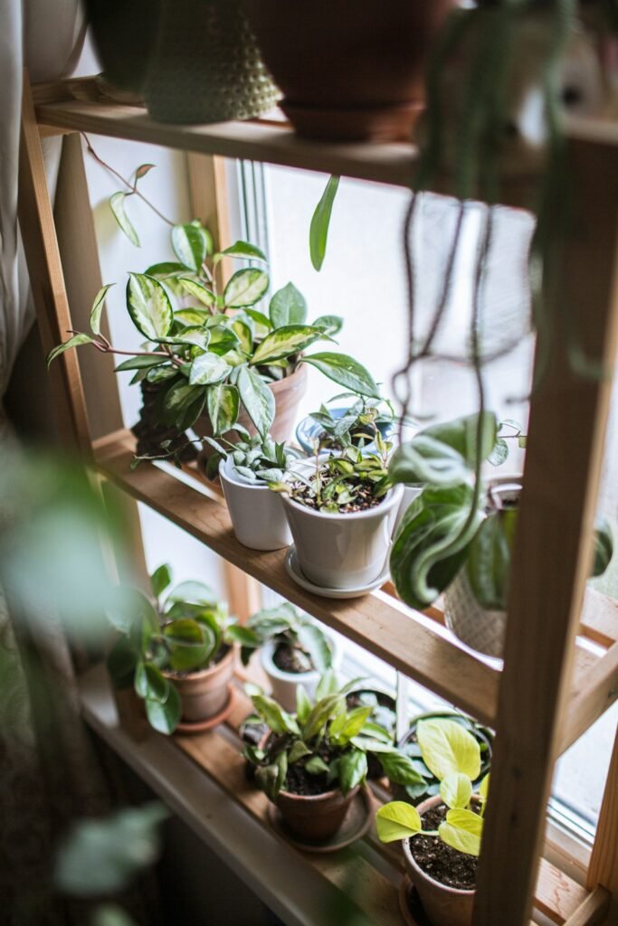 Potted plants on a wooden stand near a bright apartment window