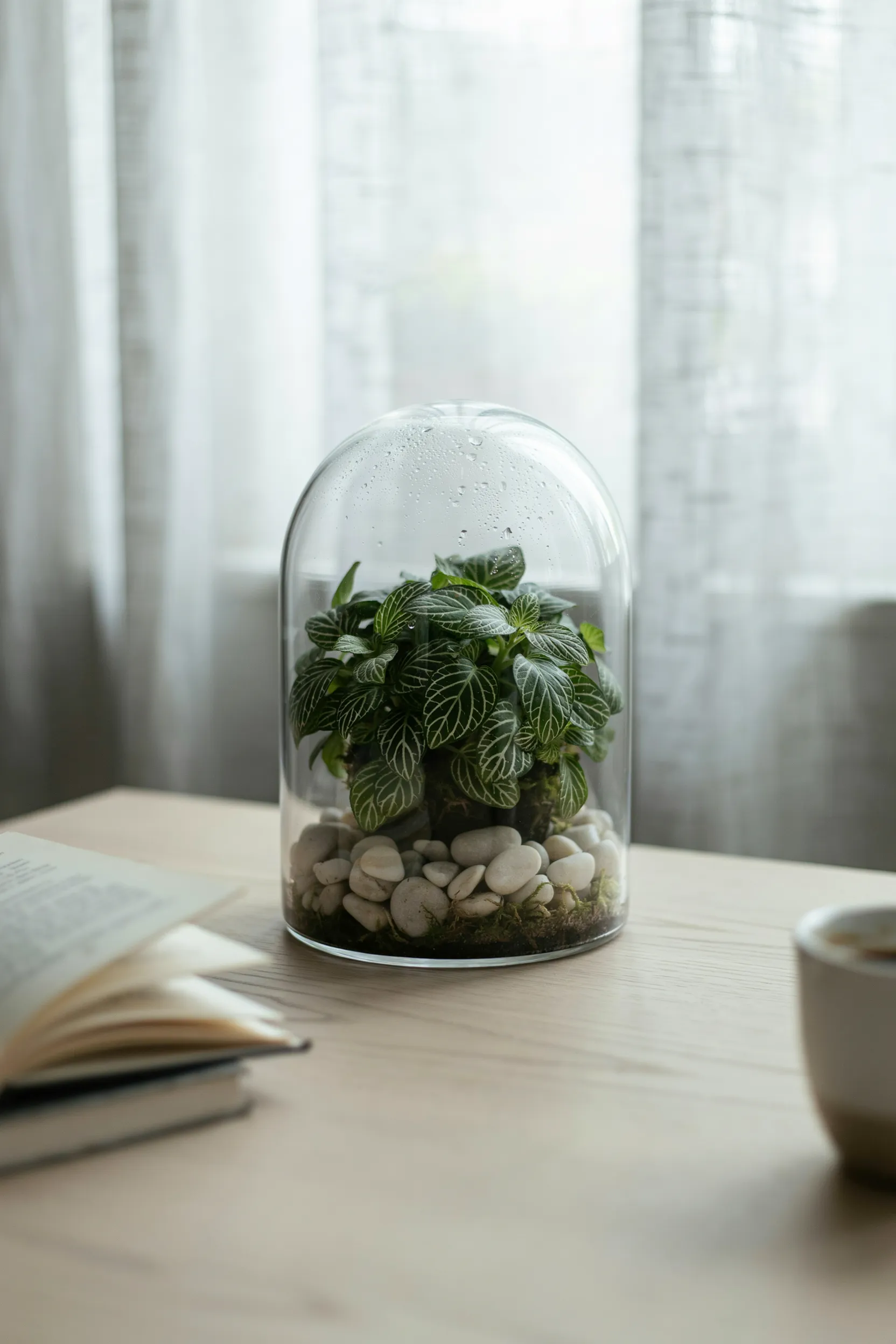 Featured Fittonia Closed