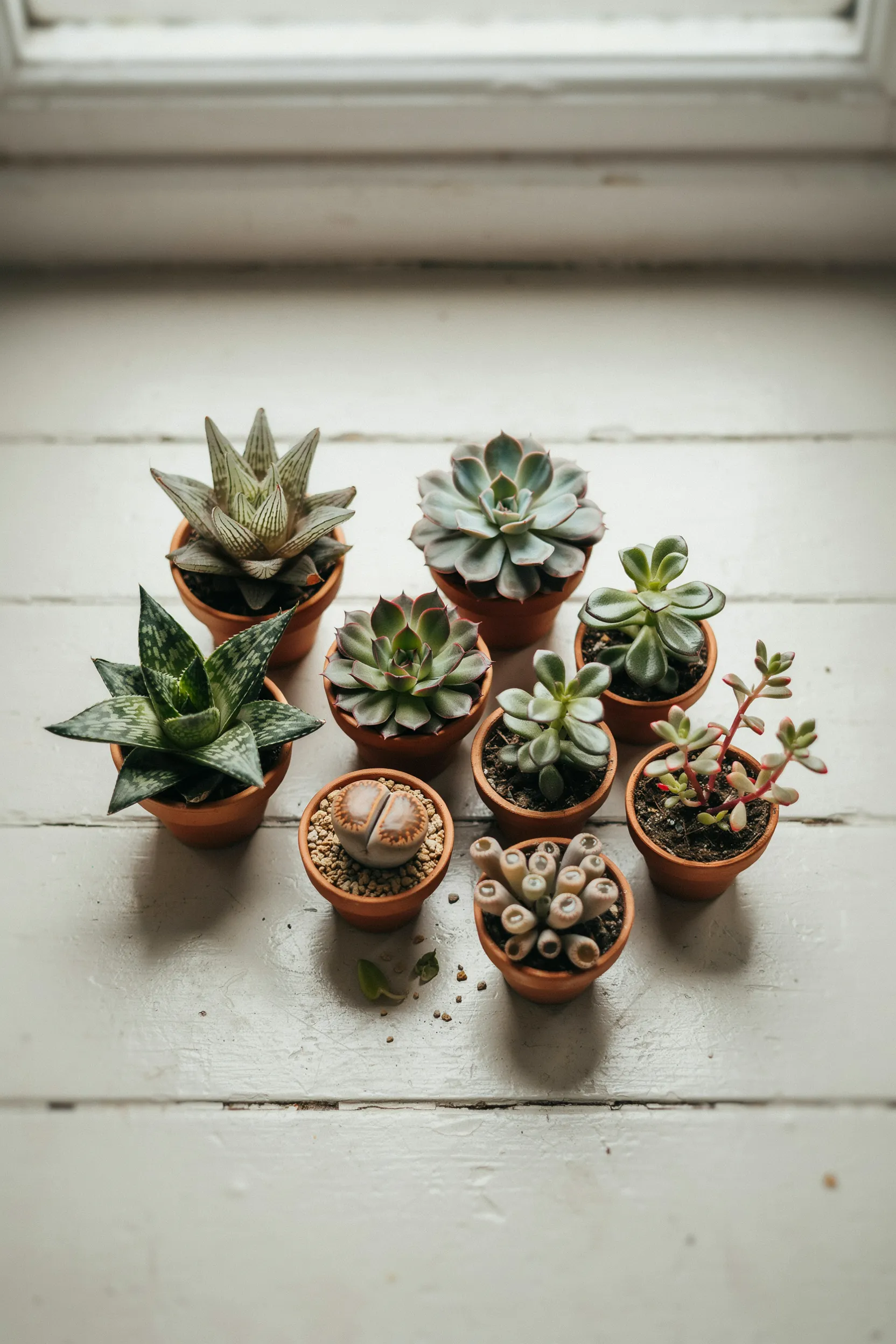 featured small succulents