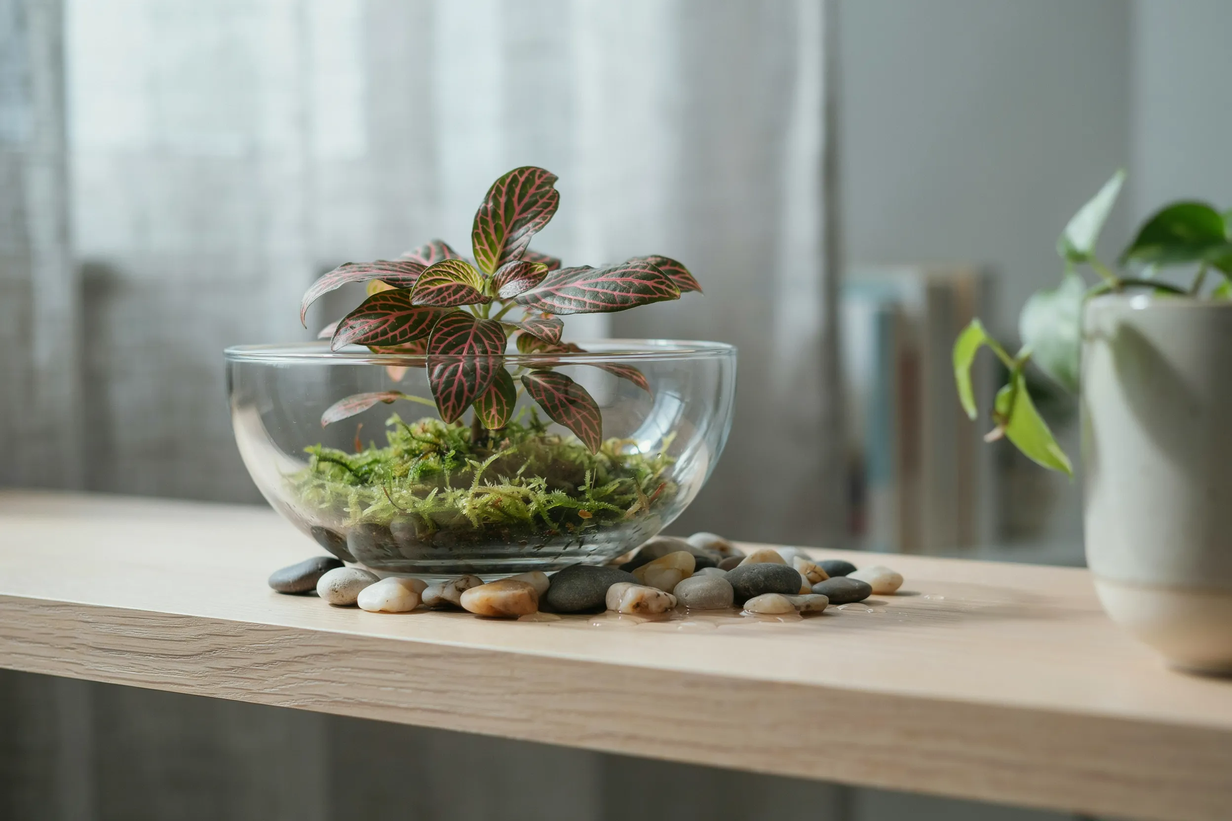 fittonia open bowl