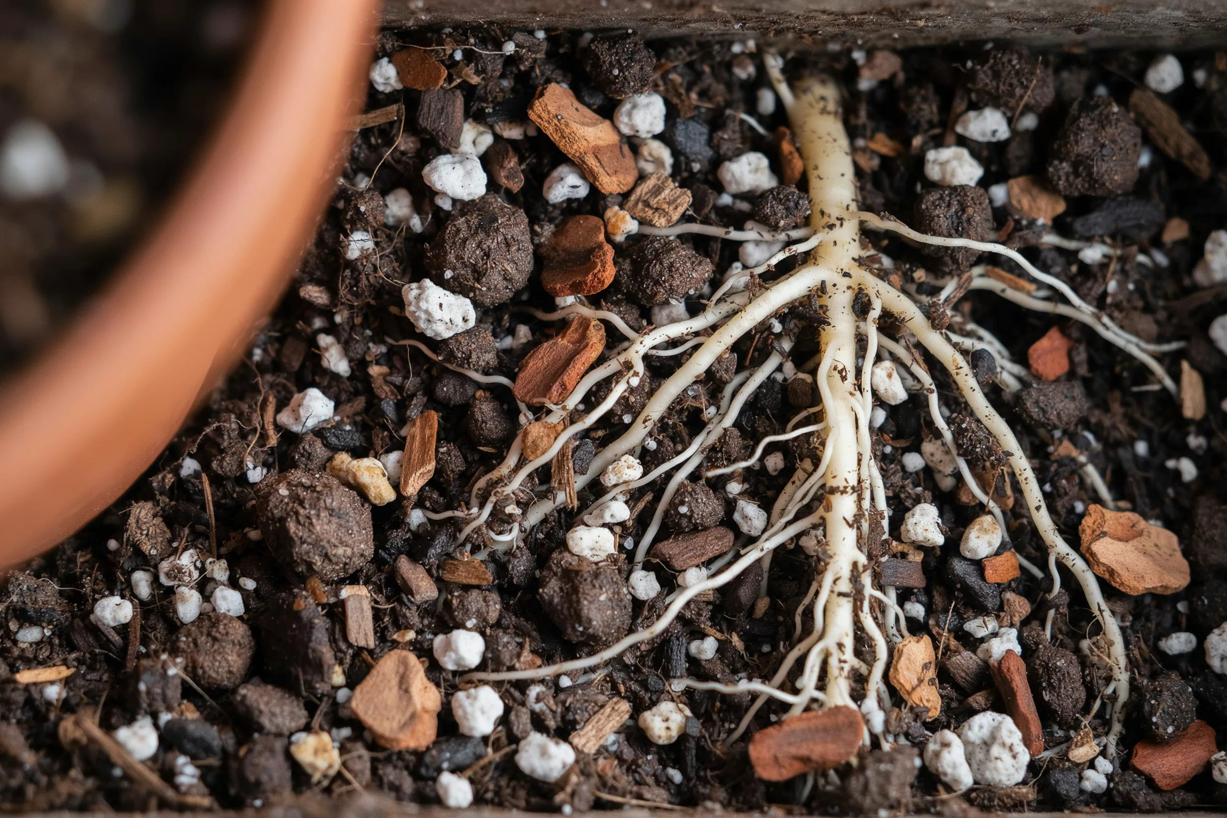Healthy Roots Drainage