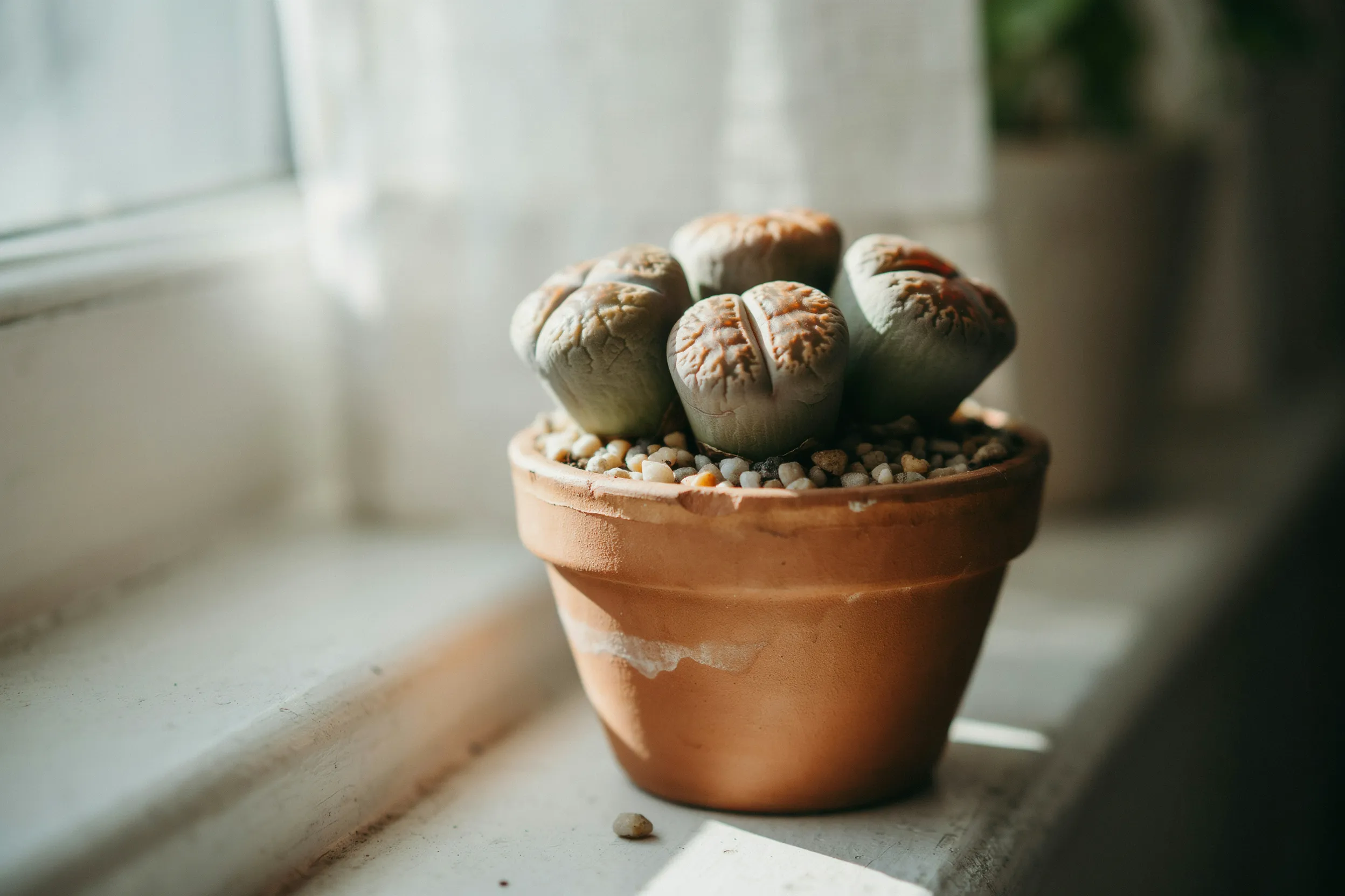 lithops living stones