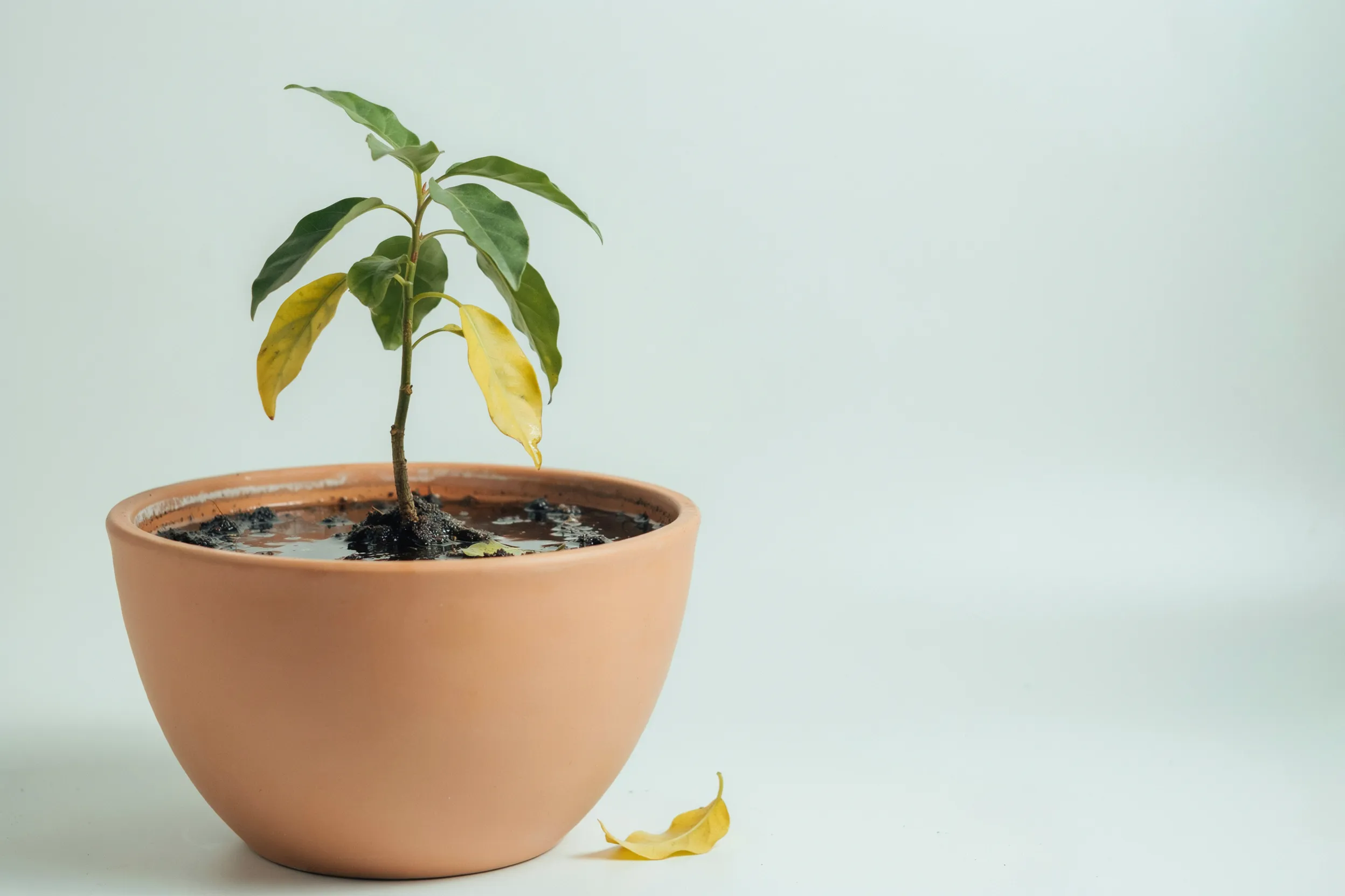 Oversized Pot Problem