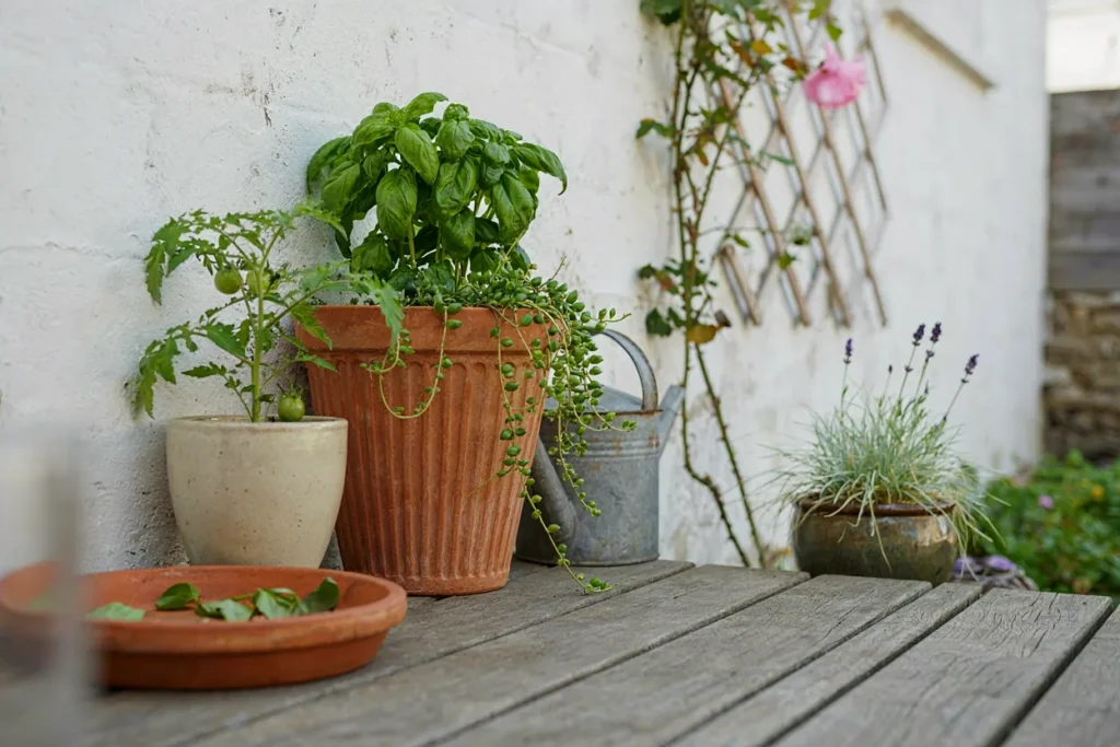 Artistic Container Gardens