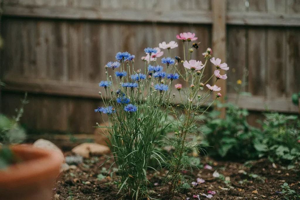 Cornflower Spray With Soft Pink Companions